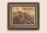 Golden evening light catches a brown hare. Bronze framed print on canvas