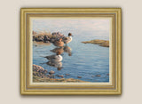Framed canvas print of pintail ducks