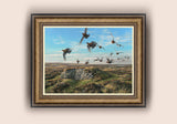 Red Grouse - Full Tilt Bronze Framed Print