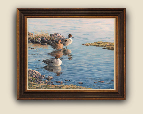 Pintail Ducks Print - Loose or Framed for sale – Aquila Art